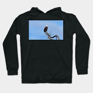 A Bald Eagle Perching In a Tree Hoodie